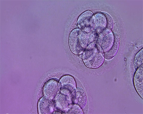 代生机构包生女孩_助孕机构包成功,备孕体检照了x光会影响怀孕吗（备孕前准备